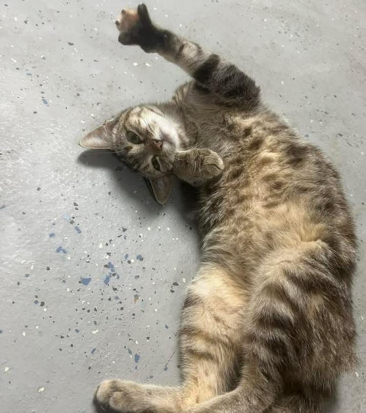 Daisy, ADOPTABLE, Kitten Female Tabby & Calico.