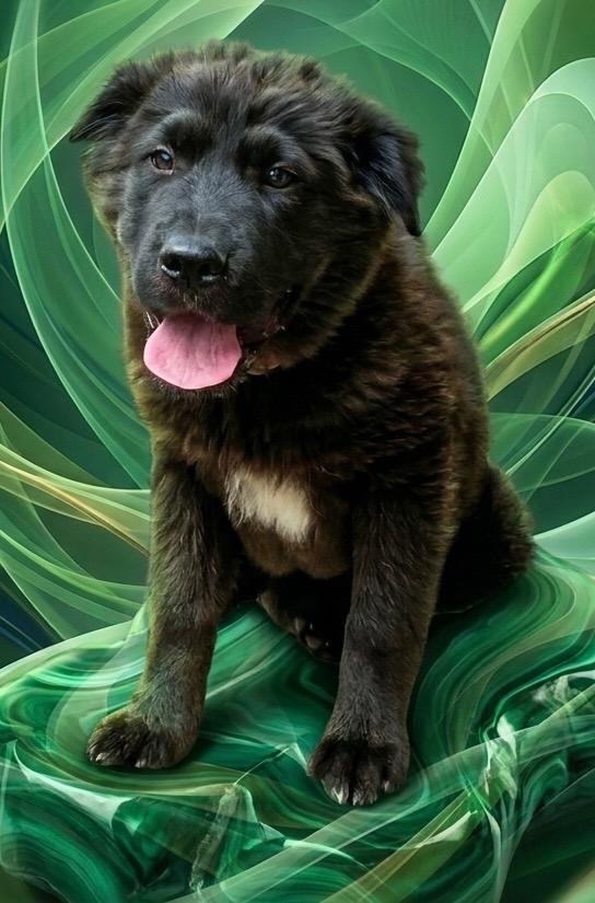 Toots, an adopted Mixed Breed in Polson, MT image 1/4