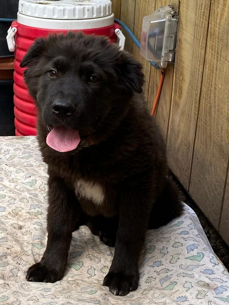 Toots, an adopted Mixed Breed in Polson, MT image 2/4