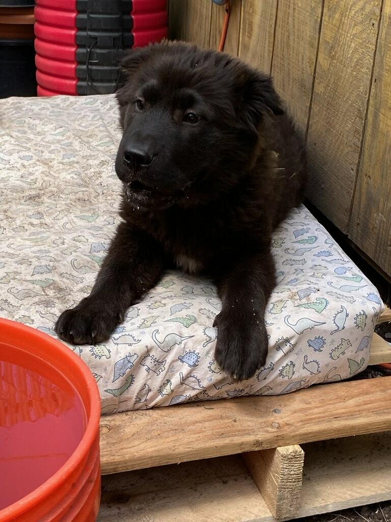 Toots, an adopted Mixed Breed in Polson, MT image 4/4