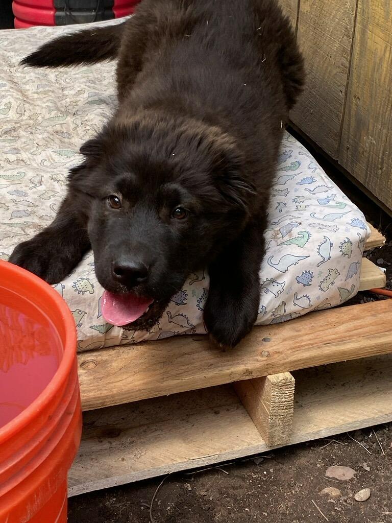 Toots, an adopted Mixed Breed in Polson, MT image 3/4