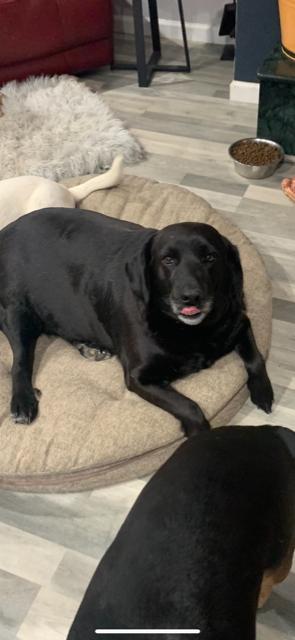 Sasha, Adoptable, Young Female Labrador Retriever.