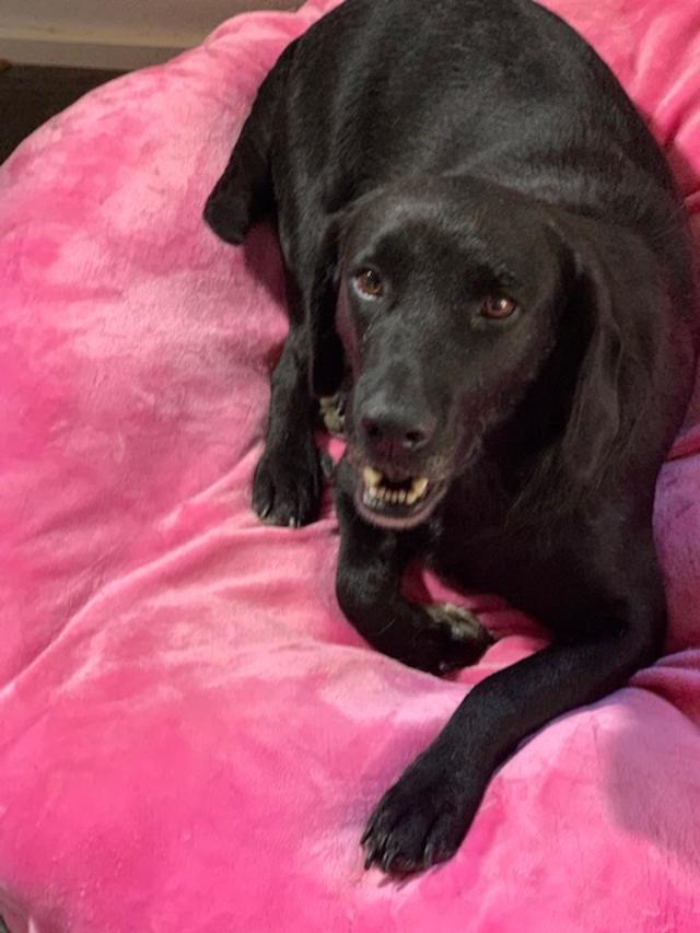 Enlarge Sasha, a Adoptable Labrador Retriever in Union Beach, NJ image 3/3