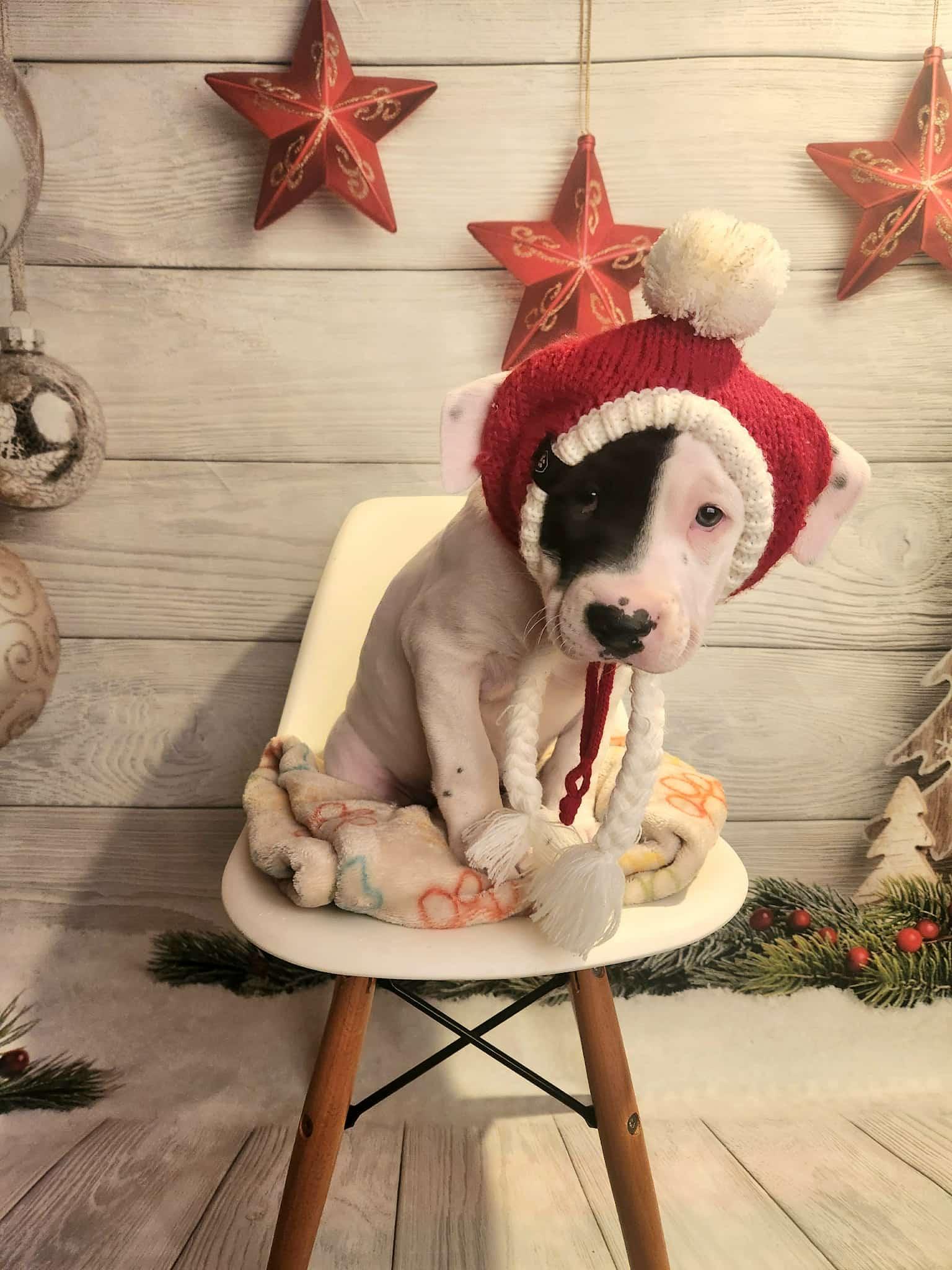 Enlarge Twix BH, a Adoptable Mixed Breed in Clinton, MI image 1/3