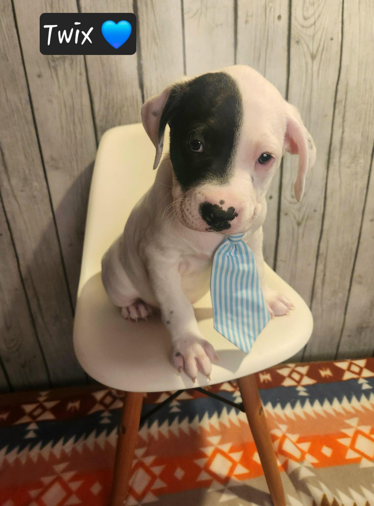 Enlarge Twix BH, a Adoptable Mixed Breed in Clinton, MI image 2/3