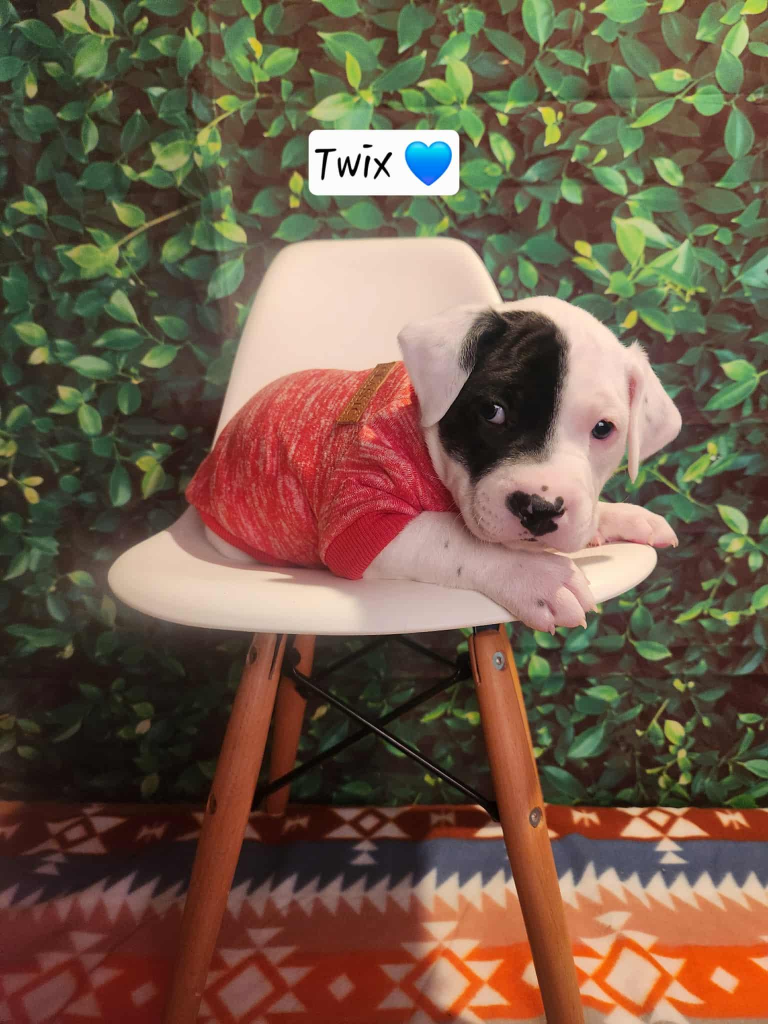 Enlarge Twix BH, a Adoptable Mixed Breed in Clinton, MI image 3/3