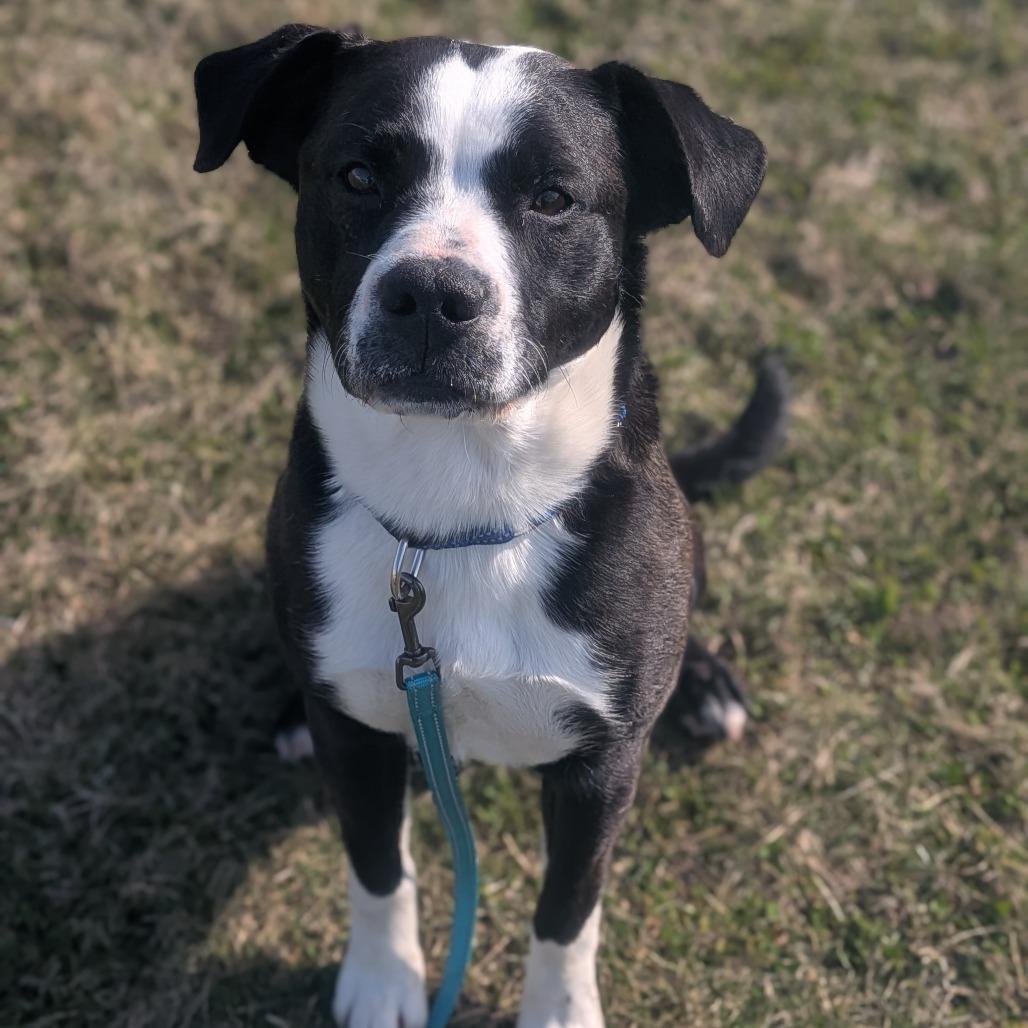 Buck, Adoptable, Young Male Mixed Breed.