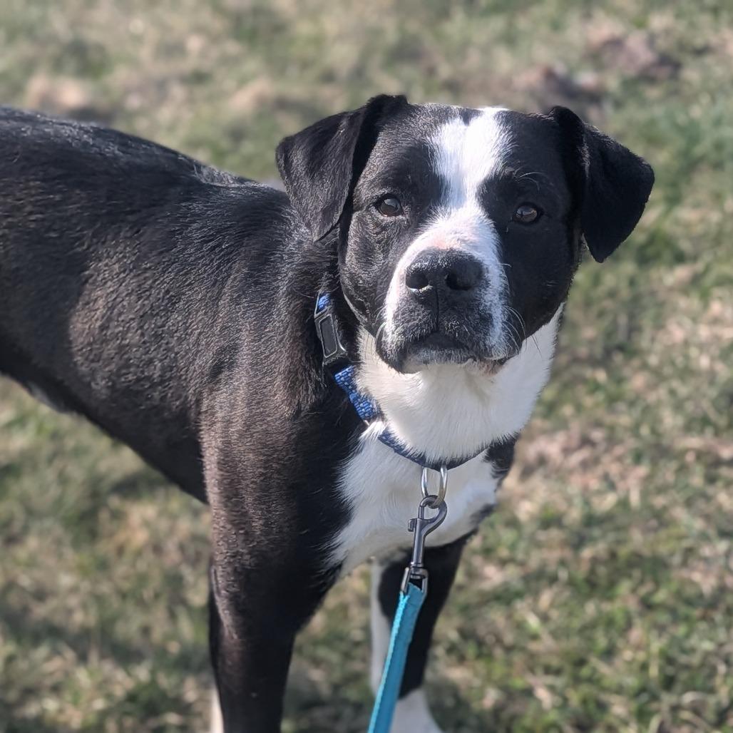 Enlarge Buck, a Adoptable Mixed Breed in Prairie du Chien, WI image 2/3