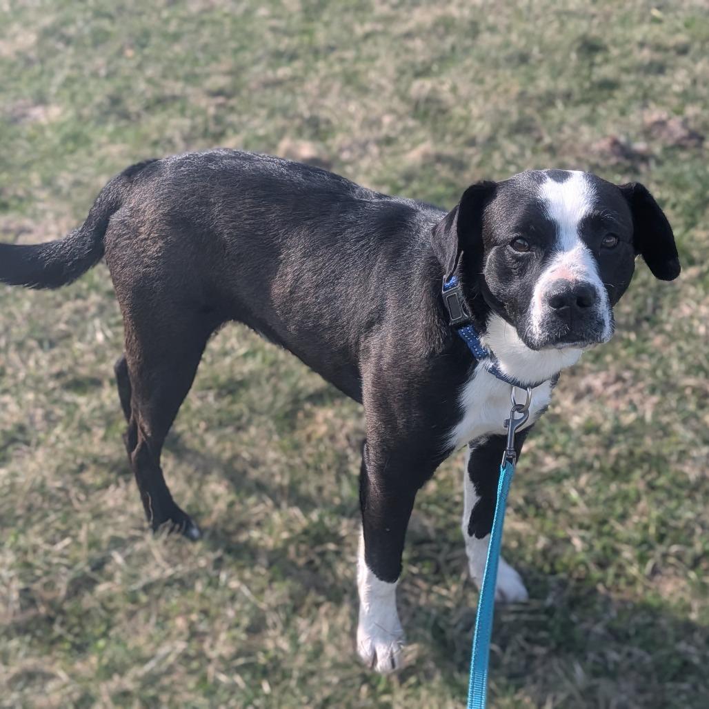 Enlarge Buck, a Adoptable Mixed Breed in Prairie du Chien, WI image 3/3