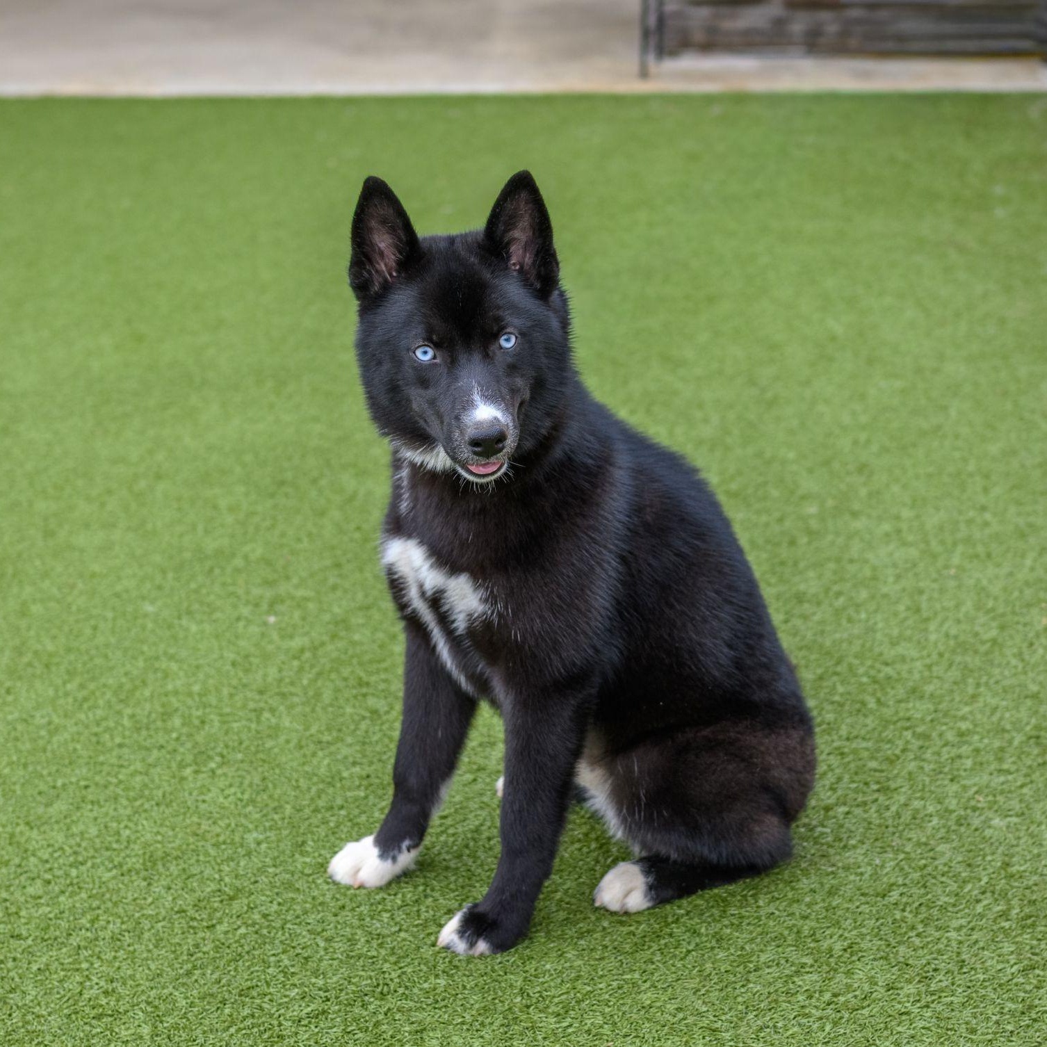 Enlarge SKY, a ADOPTABLE Husky in Hamilton, NJ image 3/5