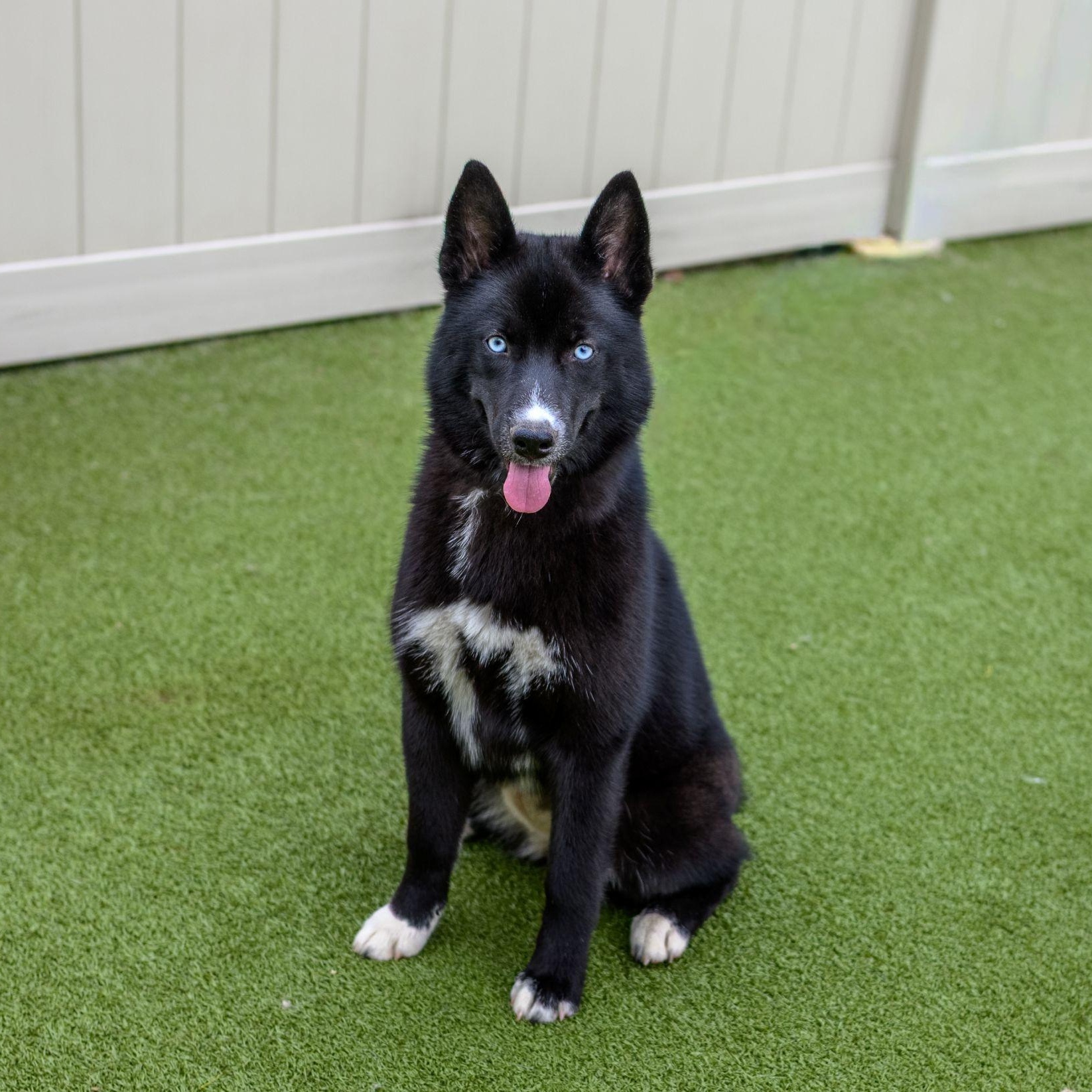 Enlarge SKY, a ADOPTABLE Husky in Hamilton, NJ image 1/5