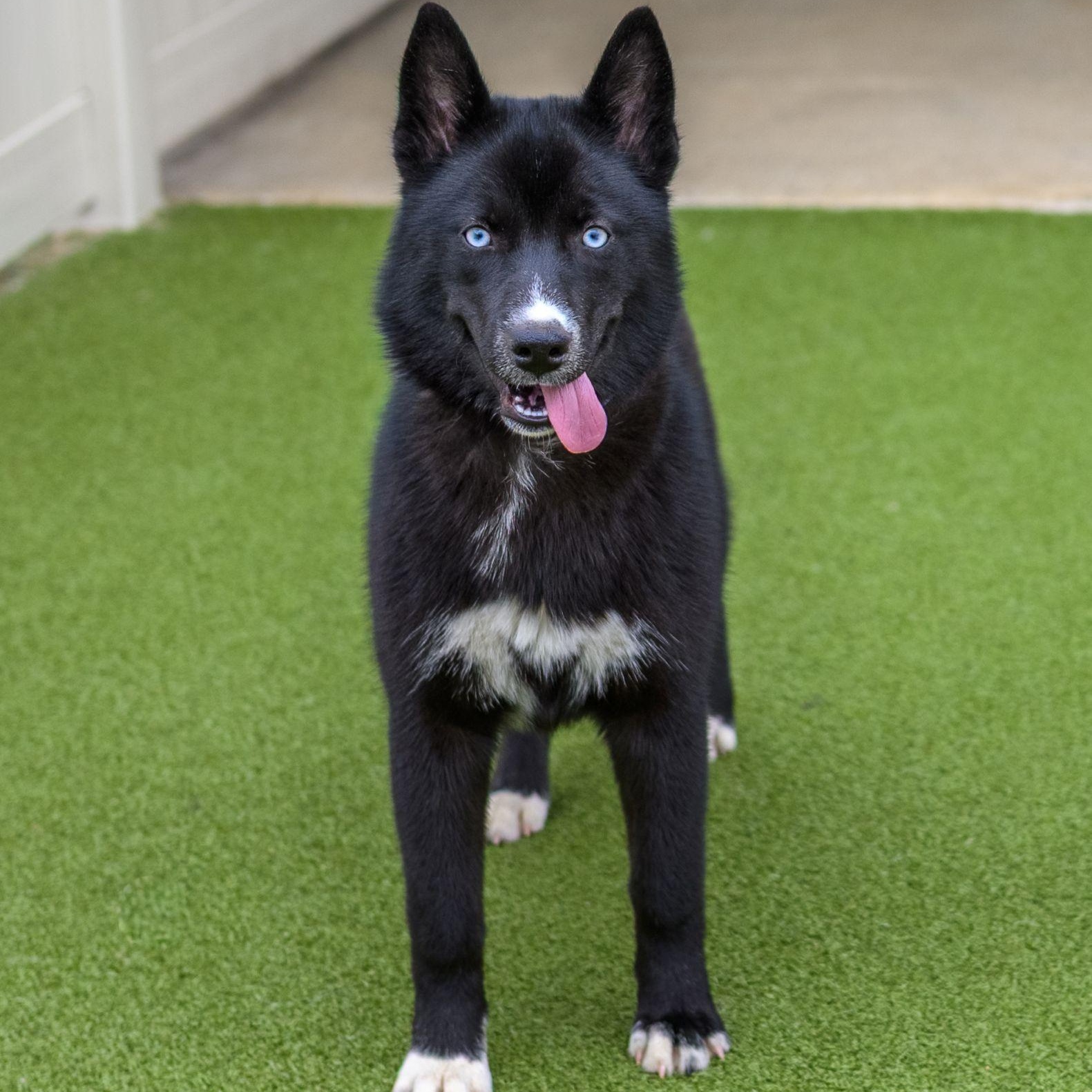 Enlarge SKY, a ADOPTABLE Husky in Hamilton, NJ image 4/5