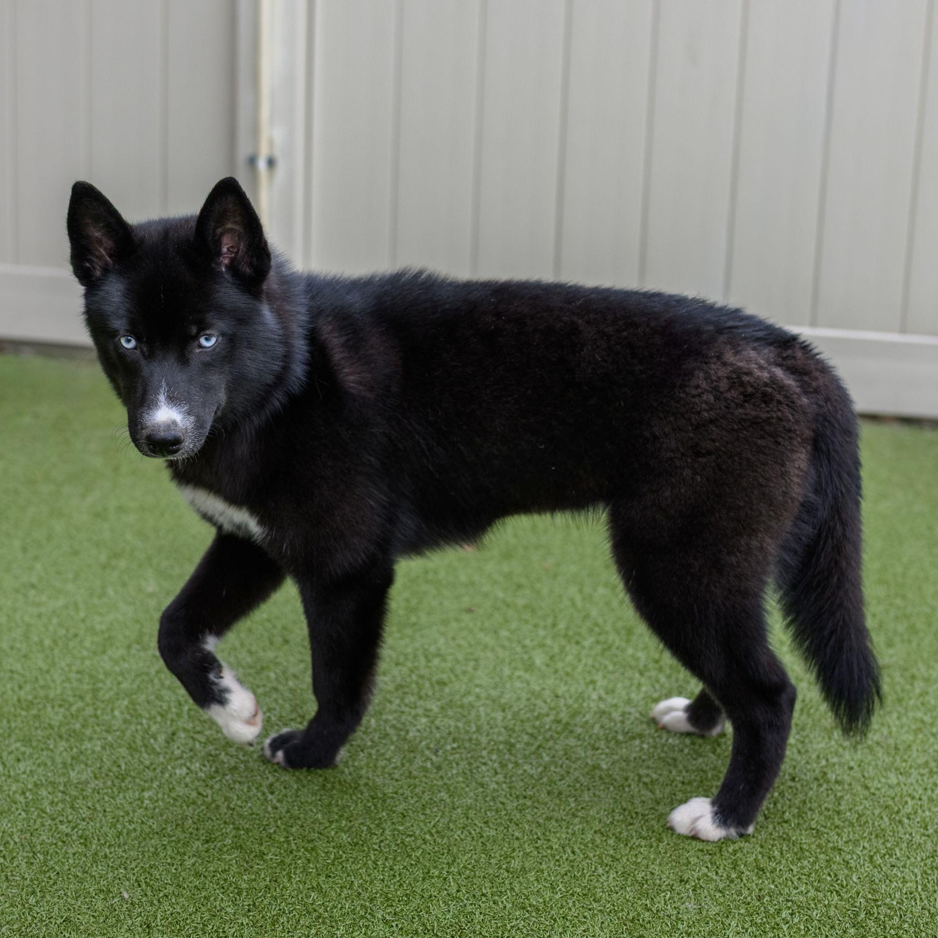 Enlarge SKY, a ADOPTABLE Husky in Hamilton, NJ image 5/5