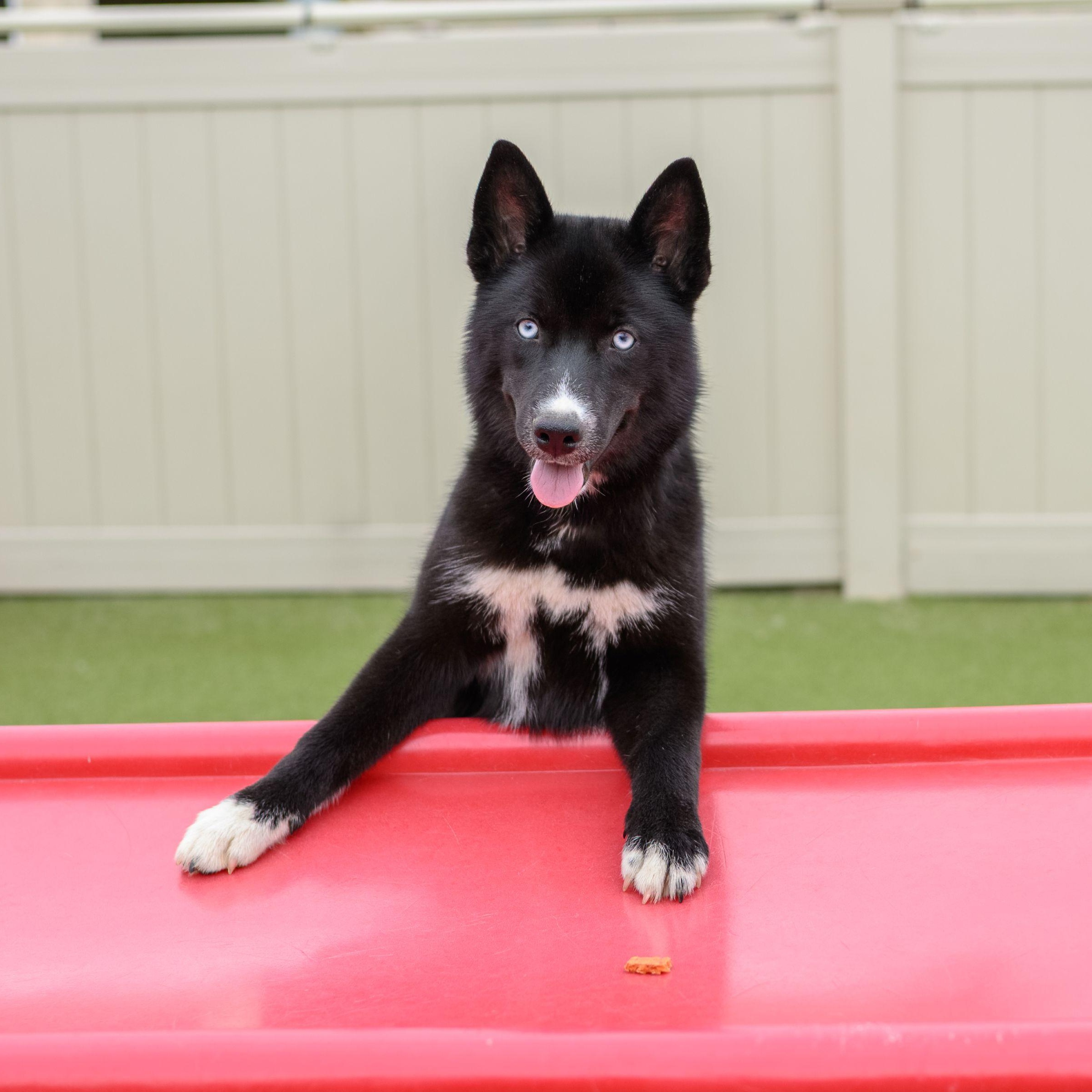 Enlarge SKY, a ADOPTABLE Husky in Hamilton, NJ image 2/5