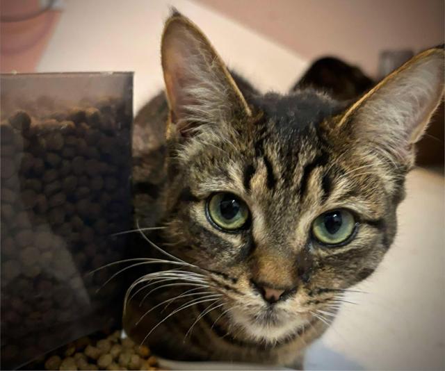 Adora, Adoptable, Adult Female Domestic Short Hair.