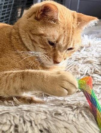 Enlarge CC (Courtesy Post), a Adoptable Domestic Short Hair in San Jose, CA image 1/3