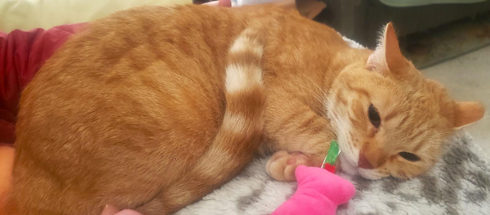 CC (Courtesy Post), a Adoptable Domestic Short Hair in San Jose, CA image 1/3