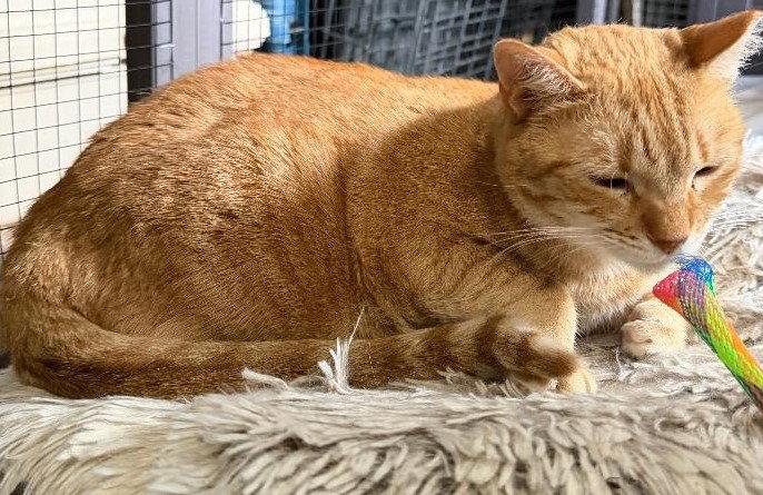 Enlarge CC (Courtesy Post), a Adoptable Domestic Short Hair in San Jose, CA image 2/3