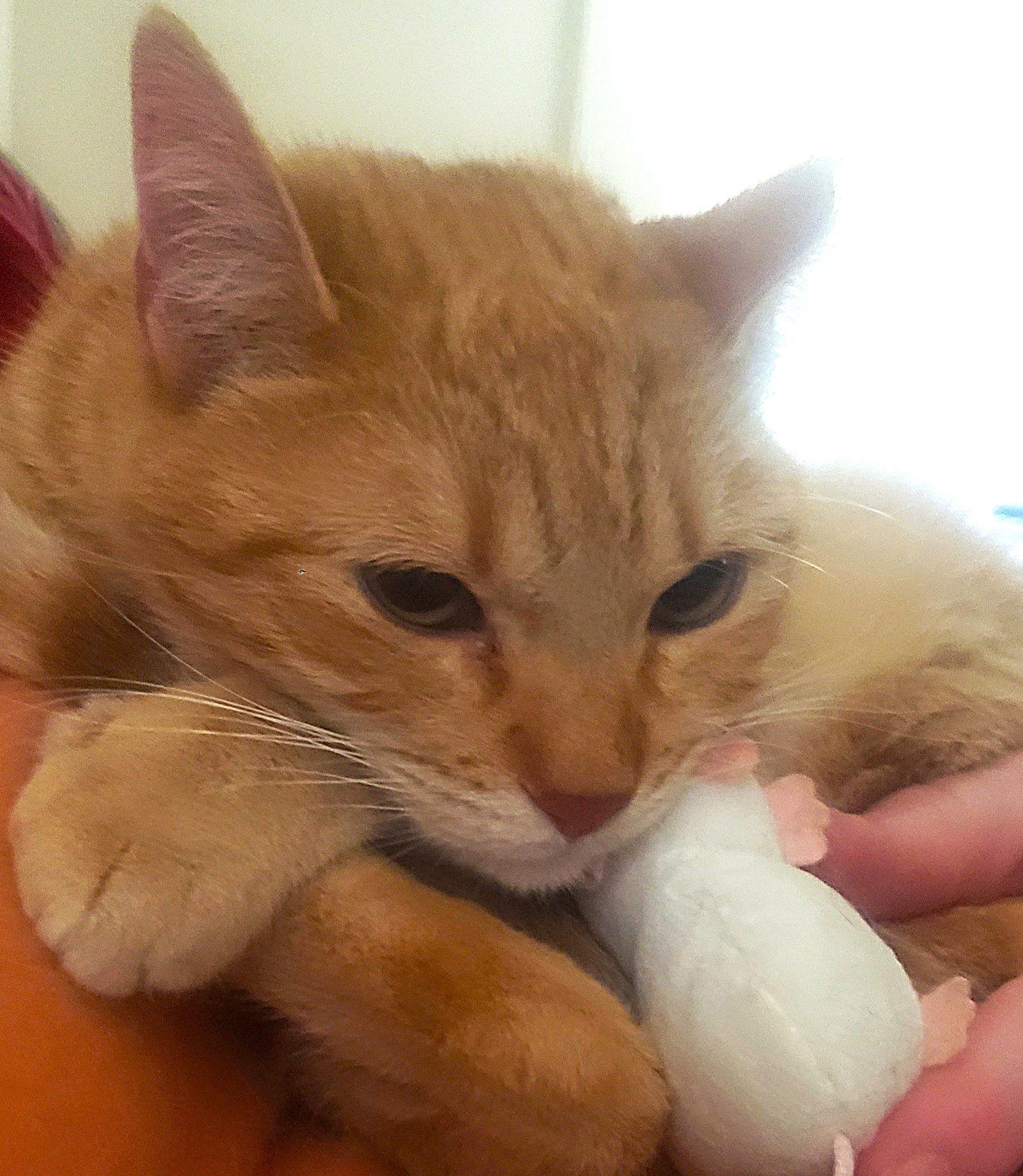 CC (Courtesy Post), a Adoptable Domestic Short Hair in San Jose, CA image 2/3