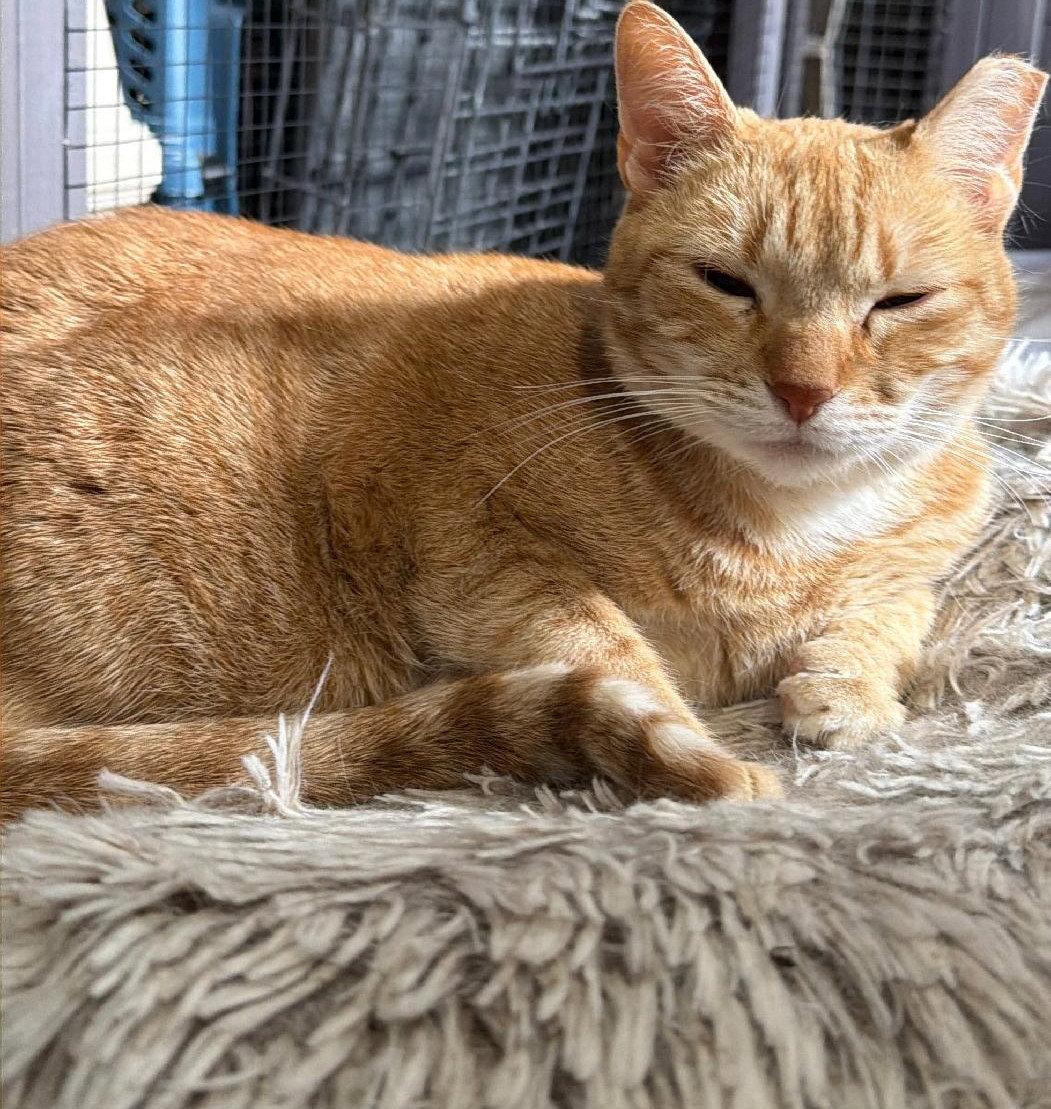 Enlarge CC (Courtesy Post), a Adoptable Domestic Short Hair in San Jose, CA image 3/3