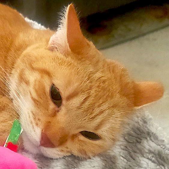 CC (Courtesy Post), Adoptable, Adult Female Domestic Short Hair.