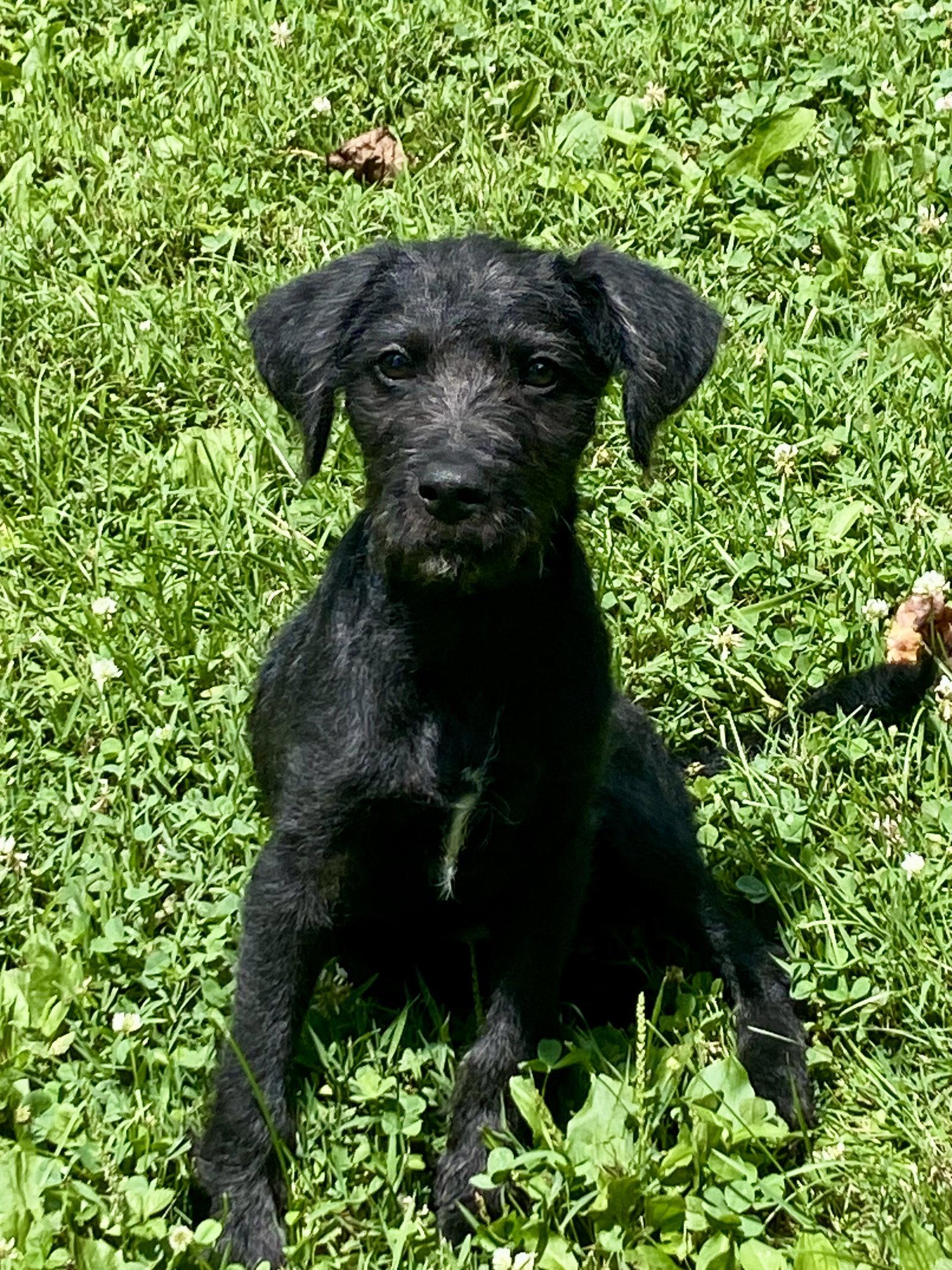 Enlarge Millie Ann, a Adoptable mixed breed in Barnhart, MO image 1/3