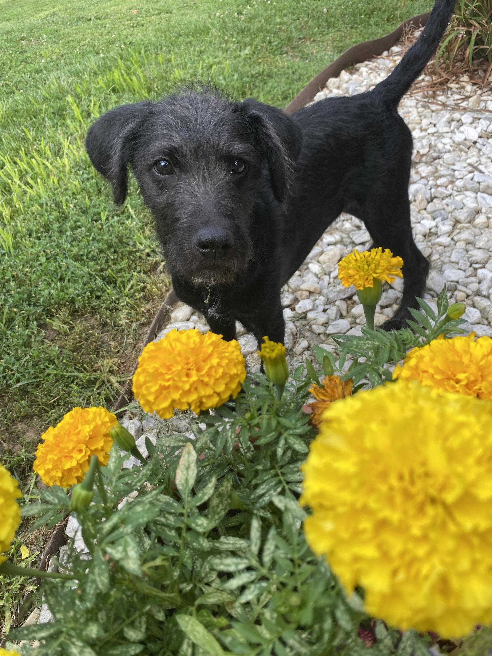 Enlarge Millie Ann, a Adoptable mixed breed in Barnhart, MO image 2/3