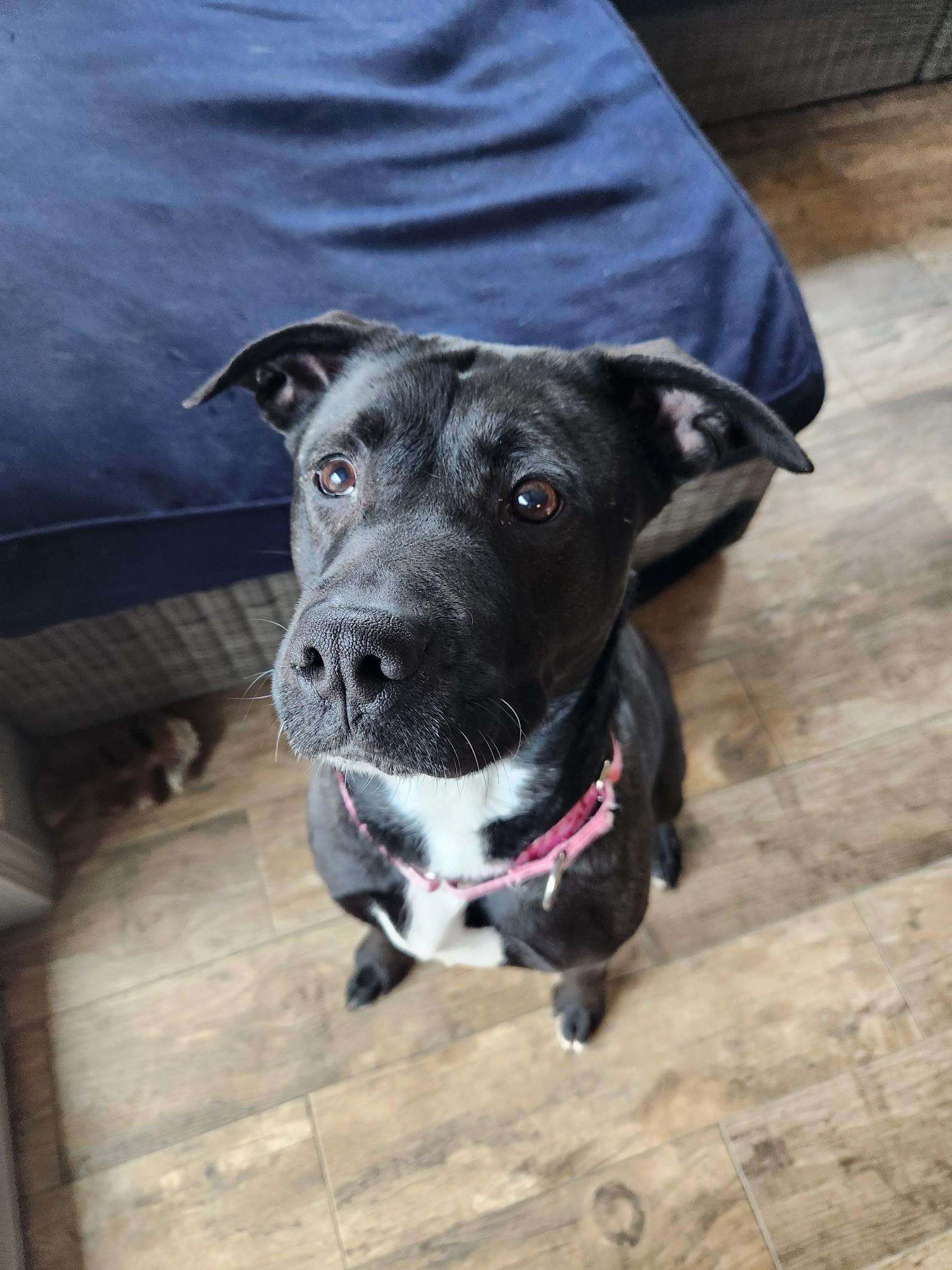 Enlarge Zoey, a Adopted mixed breed in Youngstown, OH image 5/6