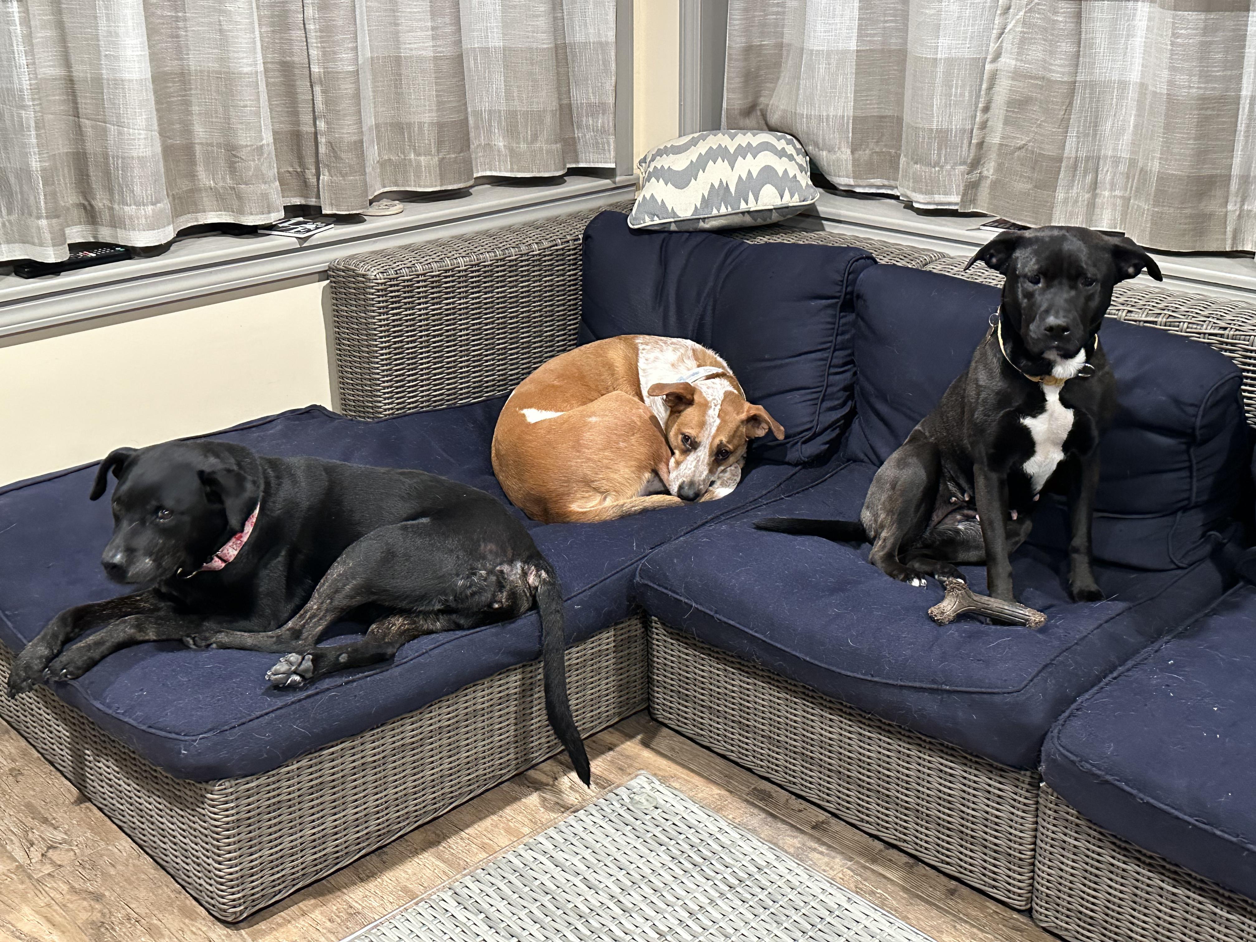 Enlarge Zoey, a Adopted mixed breed in Youngstown, OH image 3/6