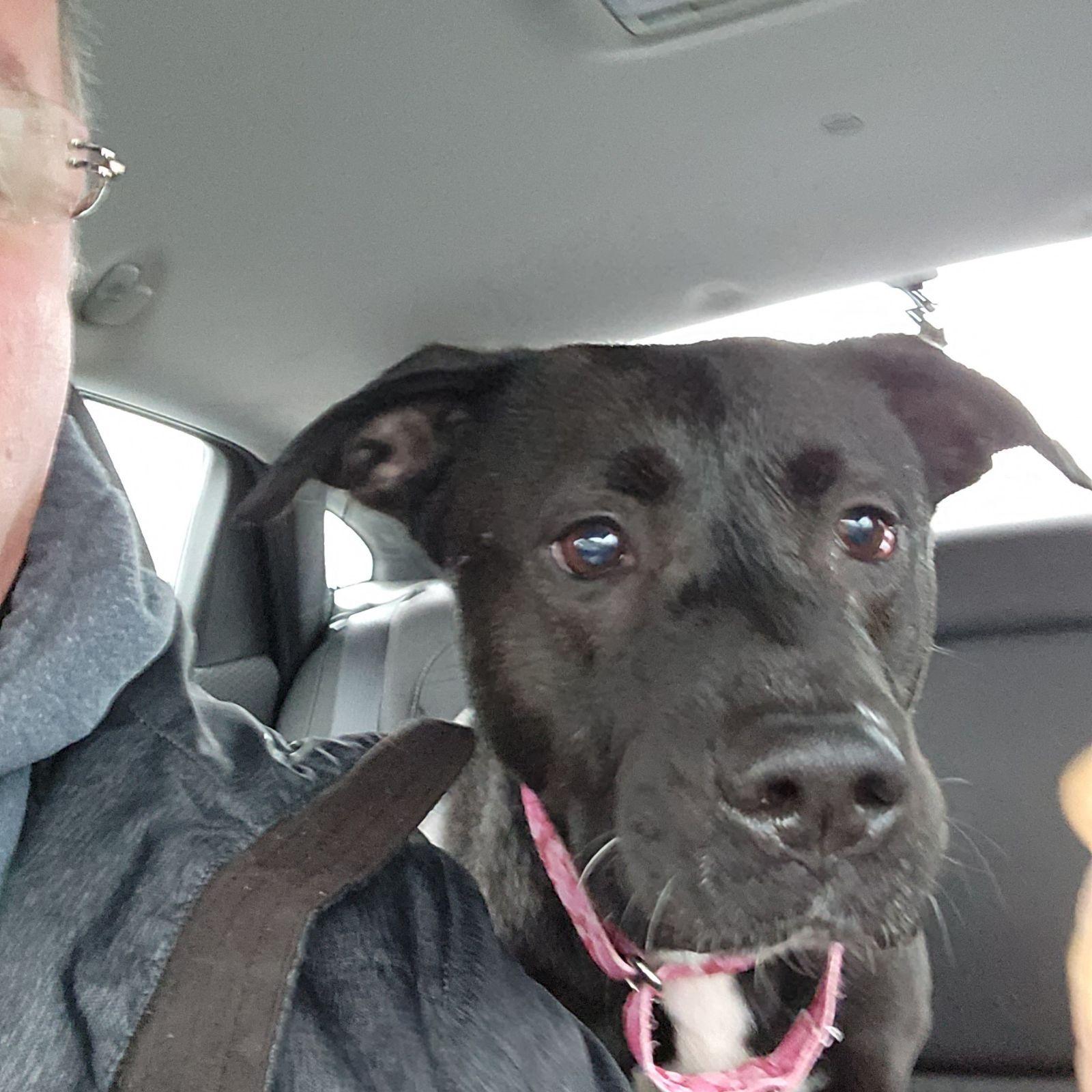 Enlarge Zoey, a Adopted mixed breed in Youngstown, OH image 1/6