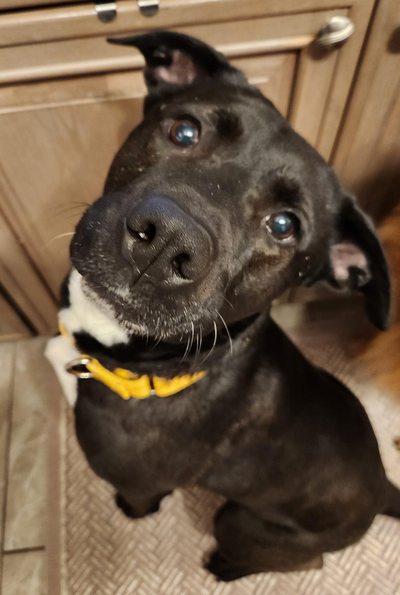 Enlarge Zoey, a Adopted mixed breed in Youngstown, OH image 4/6