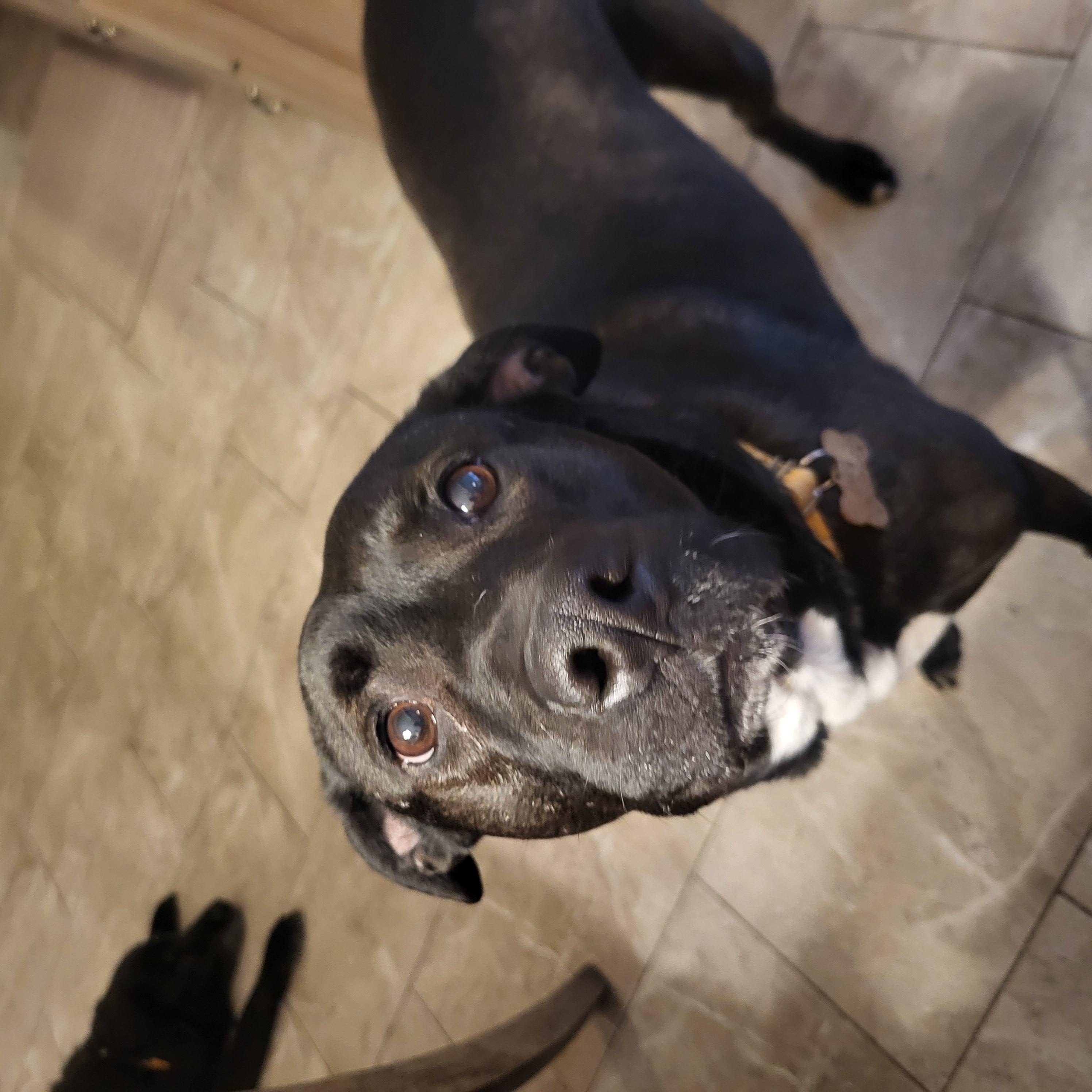 Enlarge Zoey, a Adopted mixed breed in Youngstown, OH image 6/6