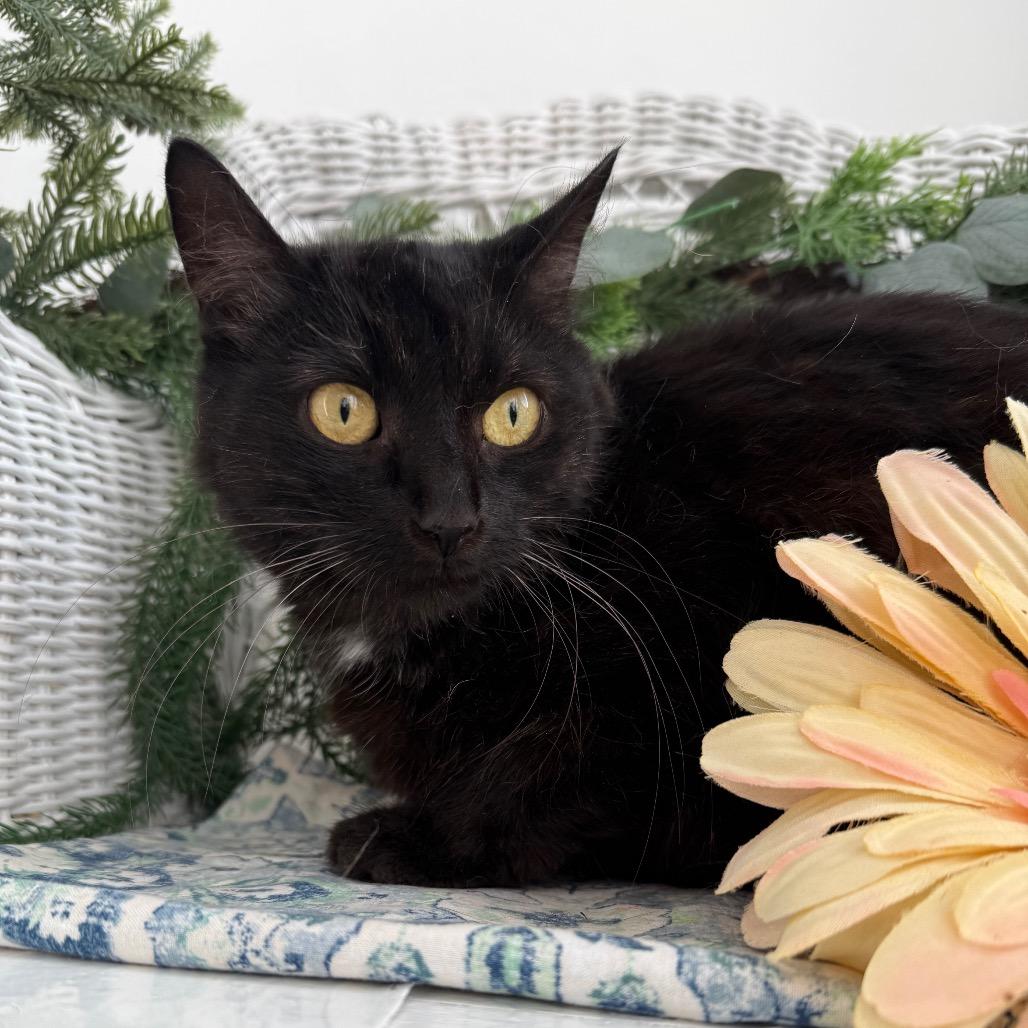 Iris Garden 56404, Adoptable, Young Female Domestic Short Hair.