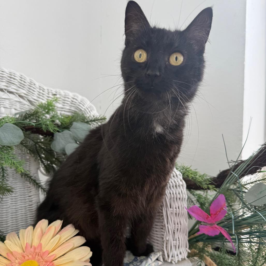 Enlarge Iris Garden 56404, a Adoptable Domestic Short Hair in Lansing, MI image 2/6