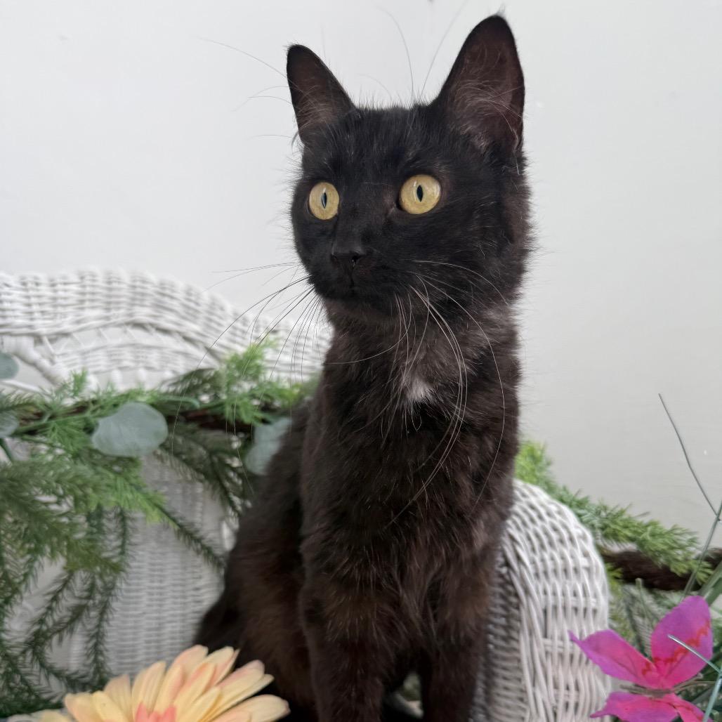 Enlarge Iris Garden 56404, a Adoptable Domestic Short Hair in Lansing, MI image 3/6