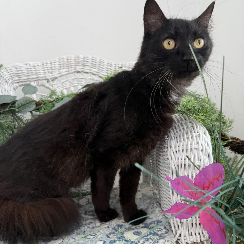 Enlarge Iris Garden 56404, a Adoptable Domestic Short Hair in Lansing, MI image 4/6