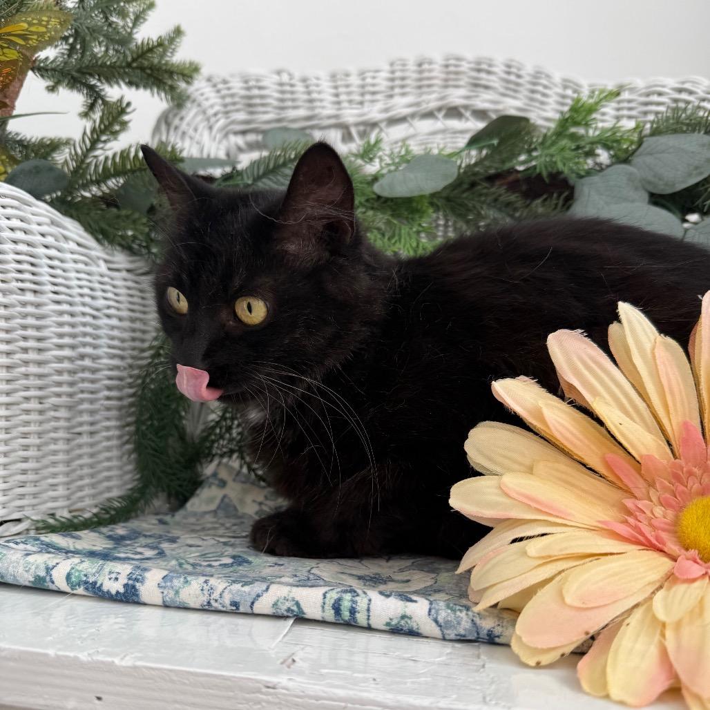 Enlarge Iris Garden 56404, a Adoptable Domestic Short Hair in Lansing, MI image 5/6