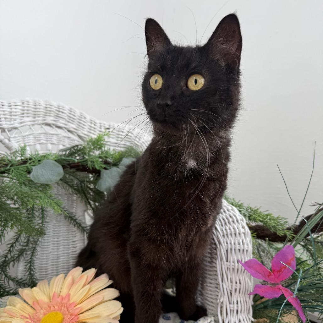 Enlarge Iris Garden 56404, a Adoptable Domestic Short Hair in Lansing, MI image 6/6