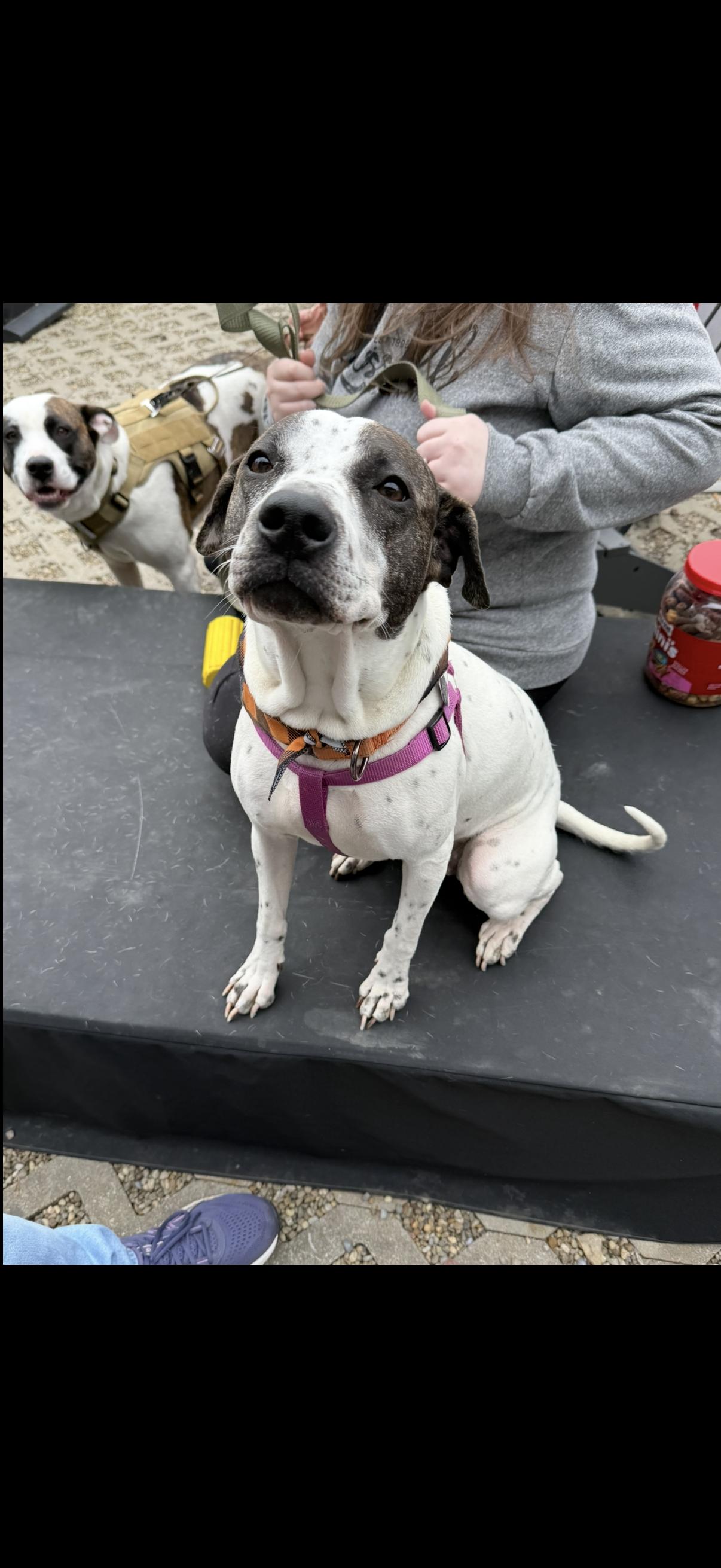 Enlarge Birdie, a ADOPTABLE mixed breed in Cleveland, OH image 2/6