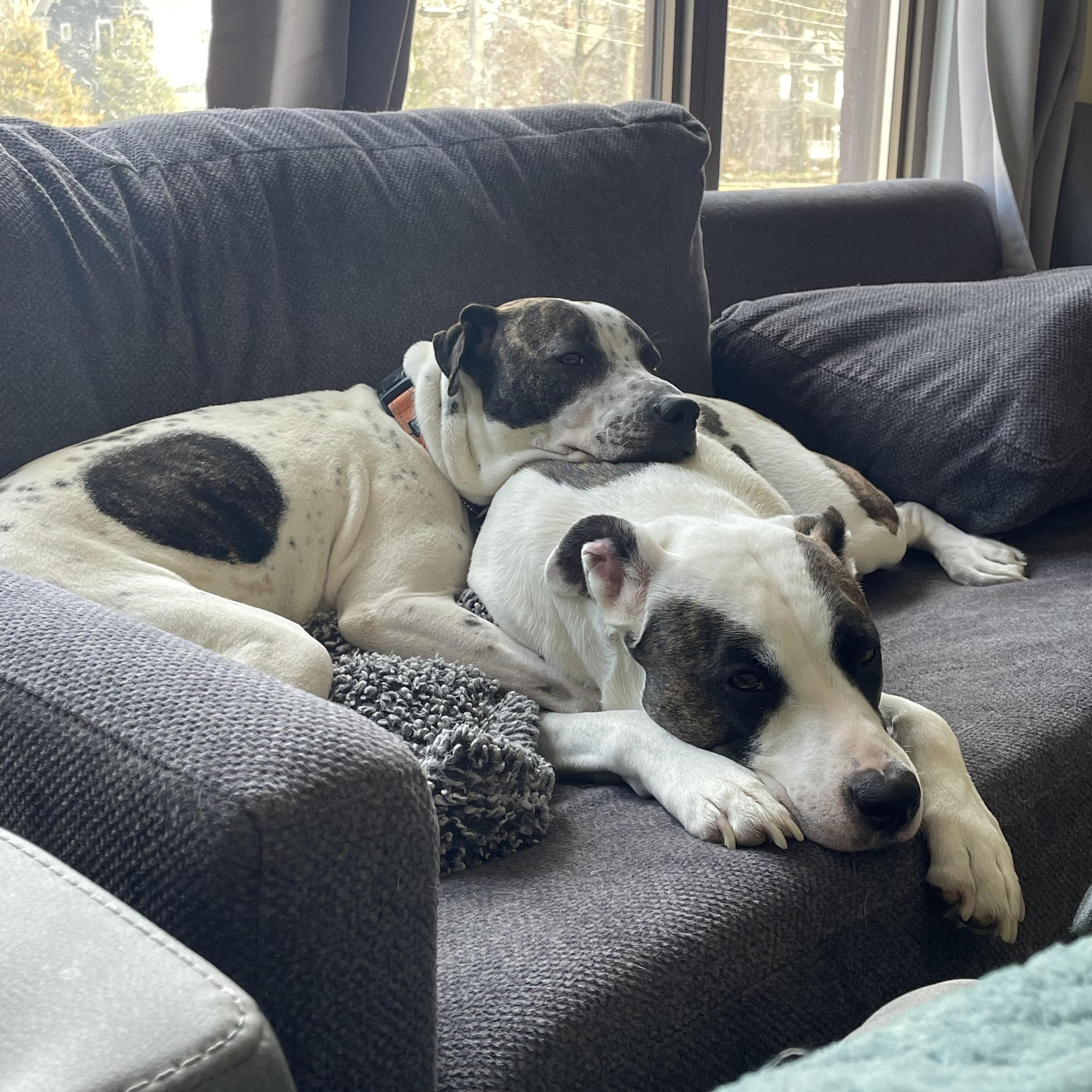 Enlarge Birdie, a ADOPTABLE mixed breed in Cleveland, OH image 1/6