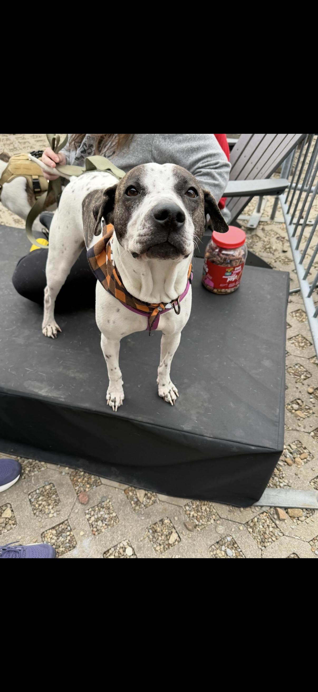 Enlarge Birdie, a ADOPTABLE mixed breed in Cleveland, OH image 4/6