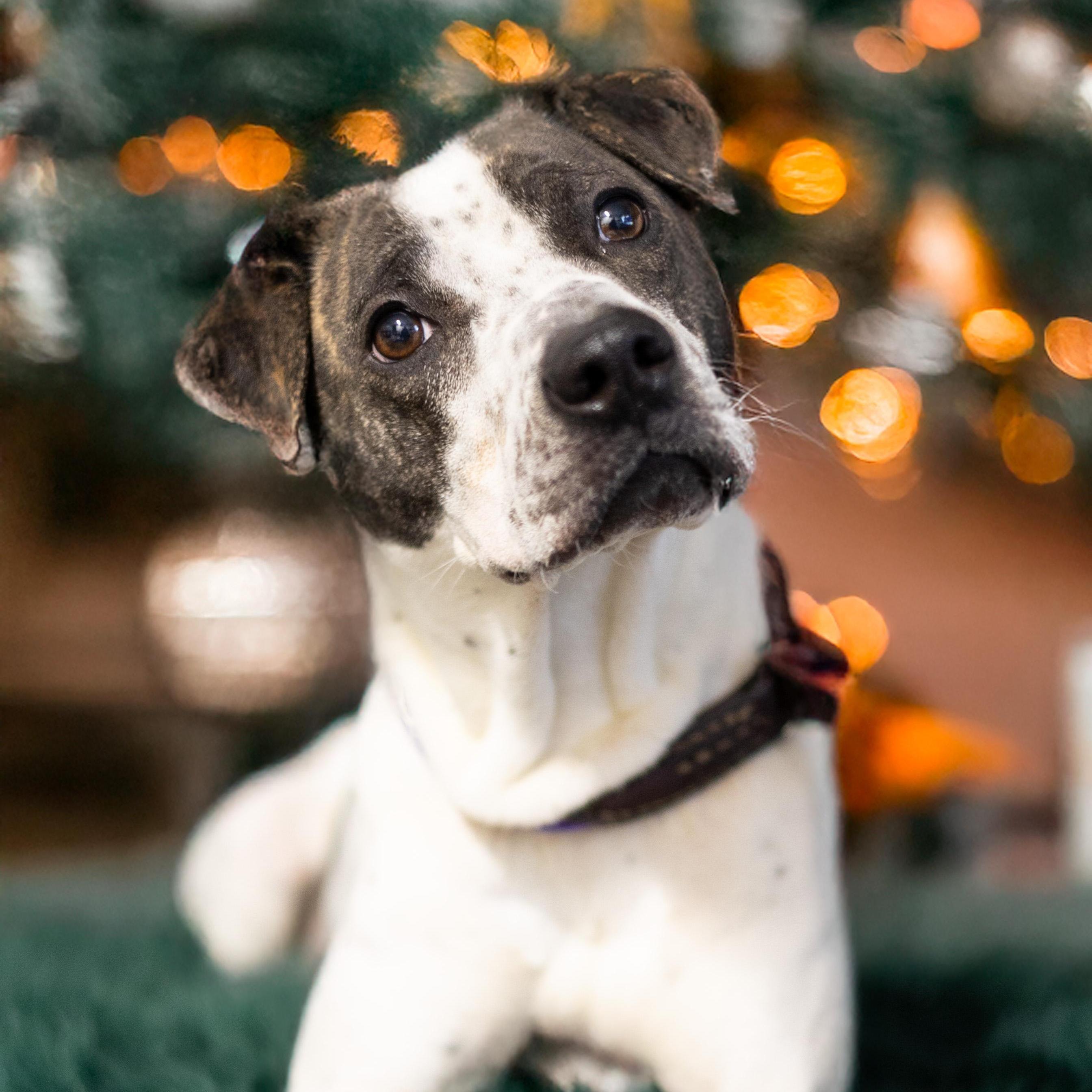 Enlarge Birdie, a ADOPTABLE mixed breed in Cleveland, OH image 5/6