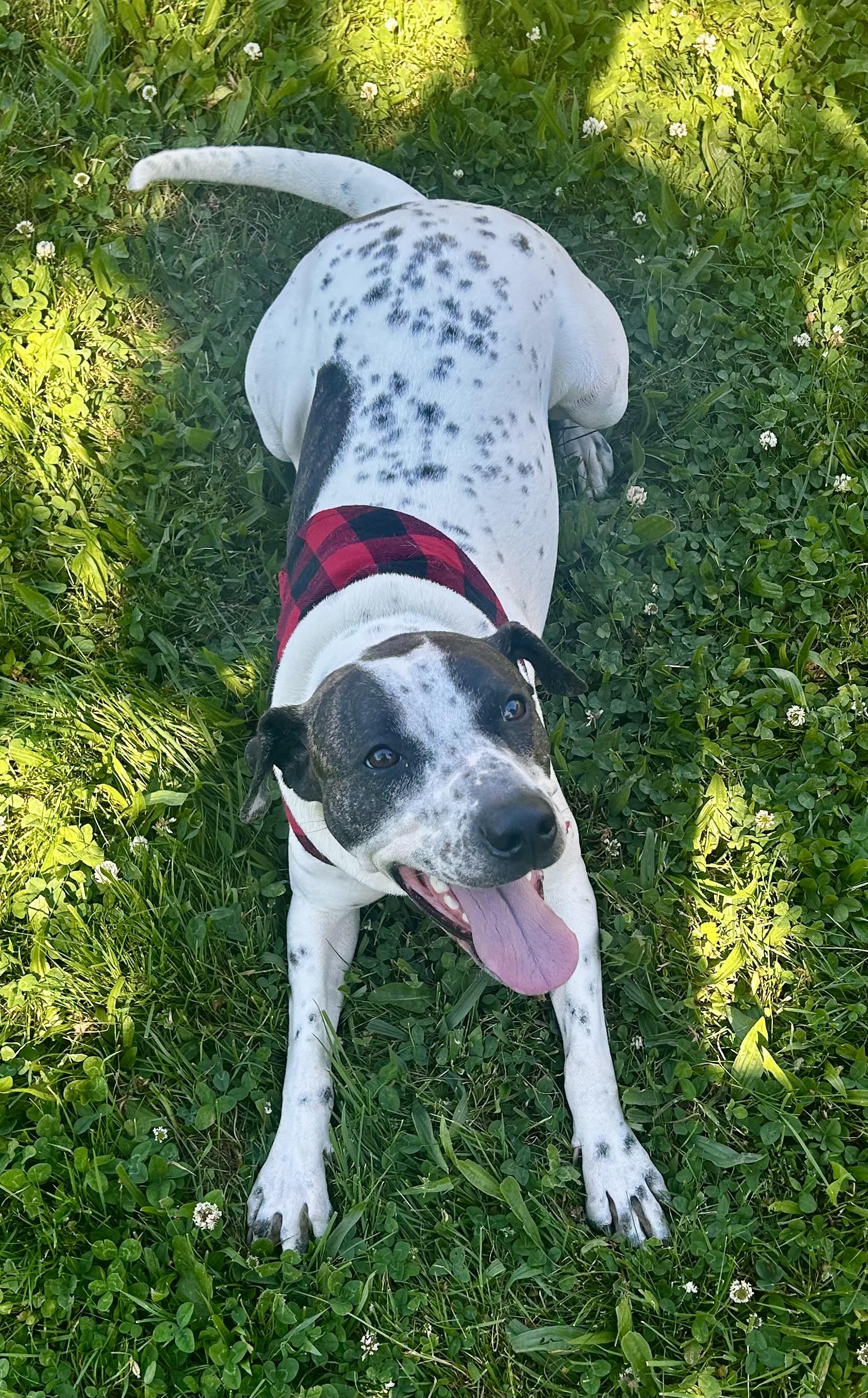 Birdie, ADOPTABLE, Young Female Shar-Pei & Beagle.