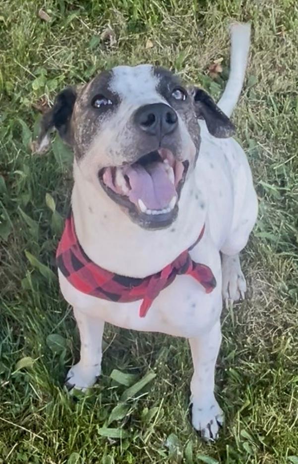 Enlarge Birdie, a ADOPTABLE mixed breed in Cleveland, OH image 6/6