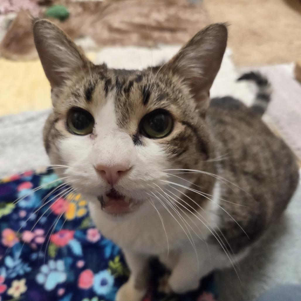 Bella, a Adoptable Domestic Short Hair in Ballston Spa, NY image 1/6