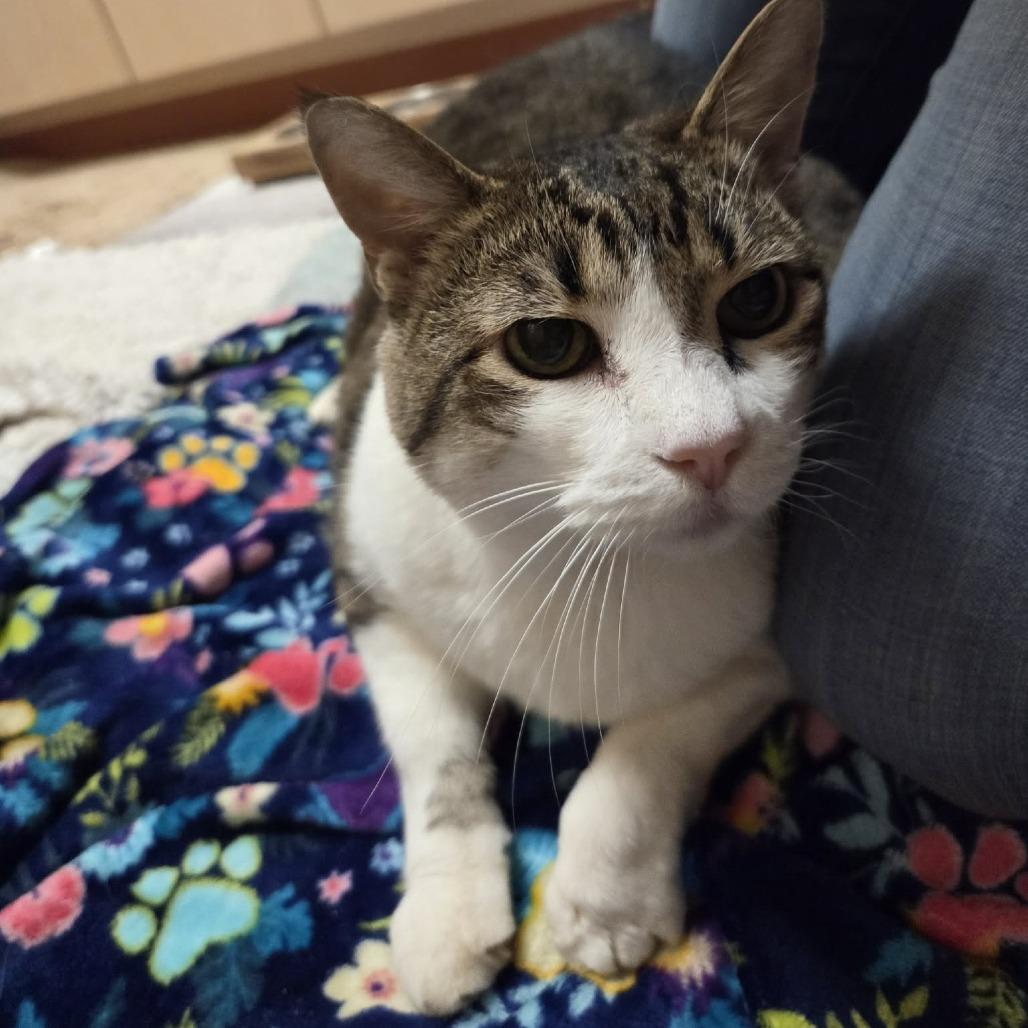 Bella, a Adoptable Domestic Short Hair in Ballston Spa, NY image 2/6