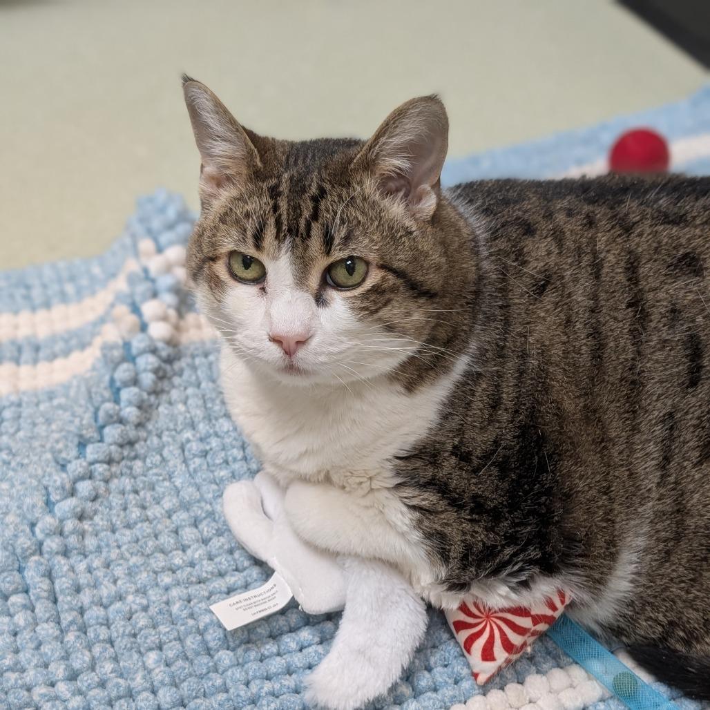 Bella, a Adoptable Domestic Short Hair in Ballston Spa, NY image 3/6