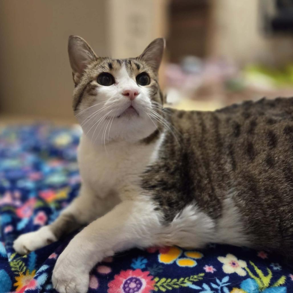 Bella, a Adoptable Domestic Short Hair in Ballston Spa, NY image 4/6