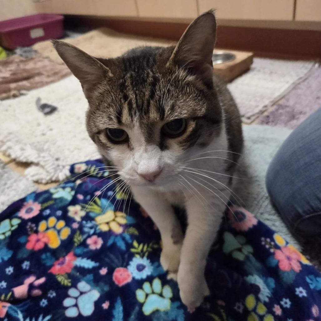 Bella, a Adoptable Domestic Short Hair in Ballston Spa, NY image 5/6