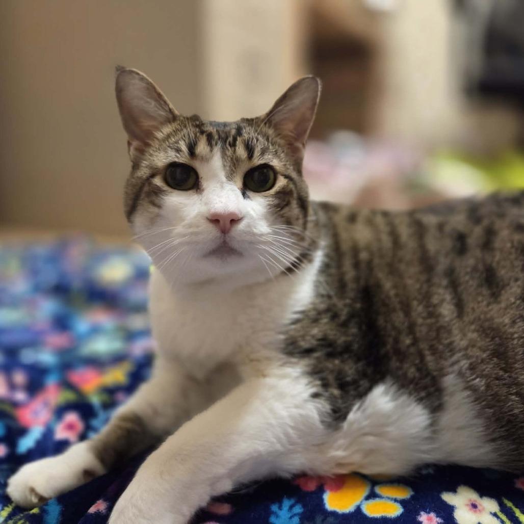 Bella, a Adoptable Domestic Short Hair in Ballston Spa, NY image 6/6